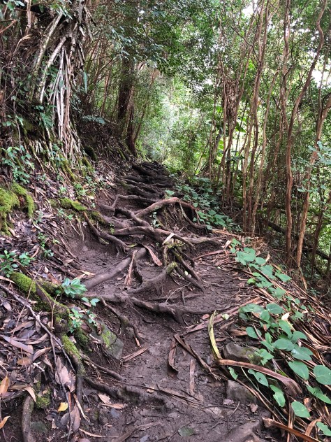 Trail with tree roots and mud